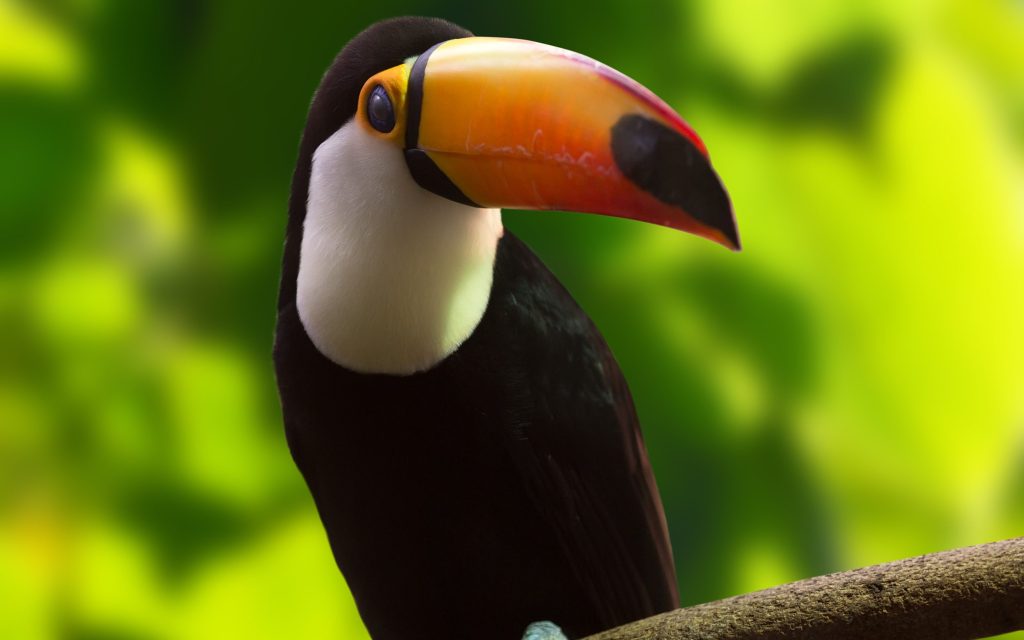 Tropical black bird with large beak