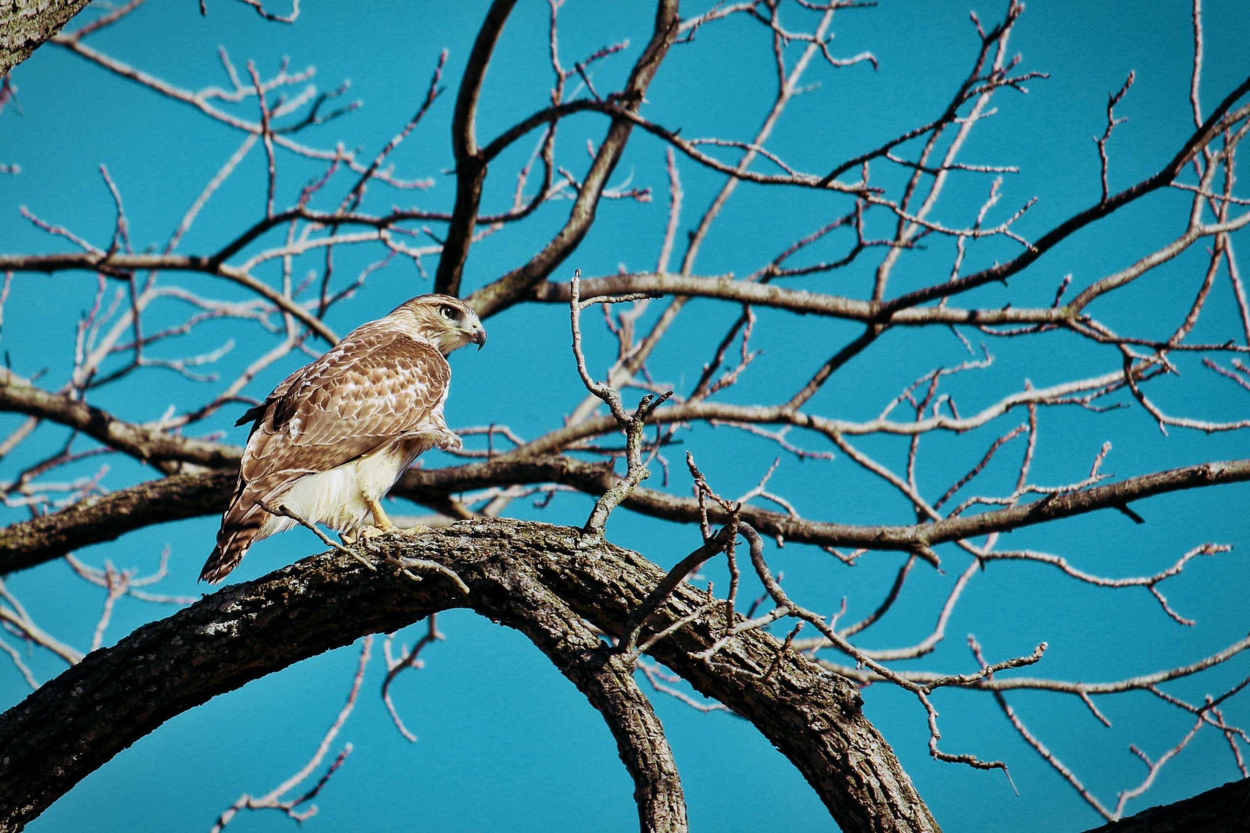 Rough-legged Hawk