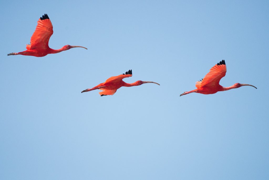 How fast can flamingos fly