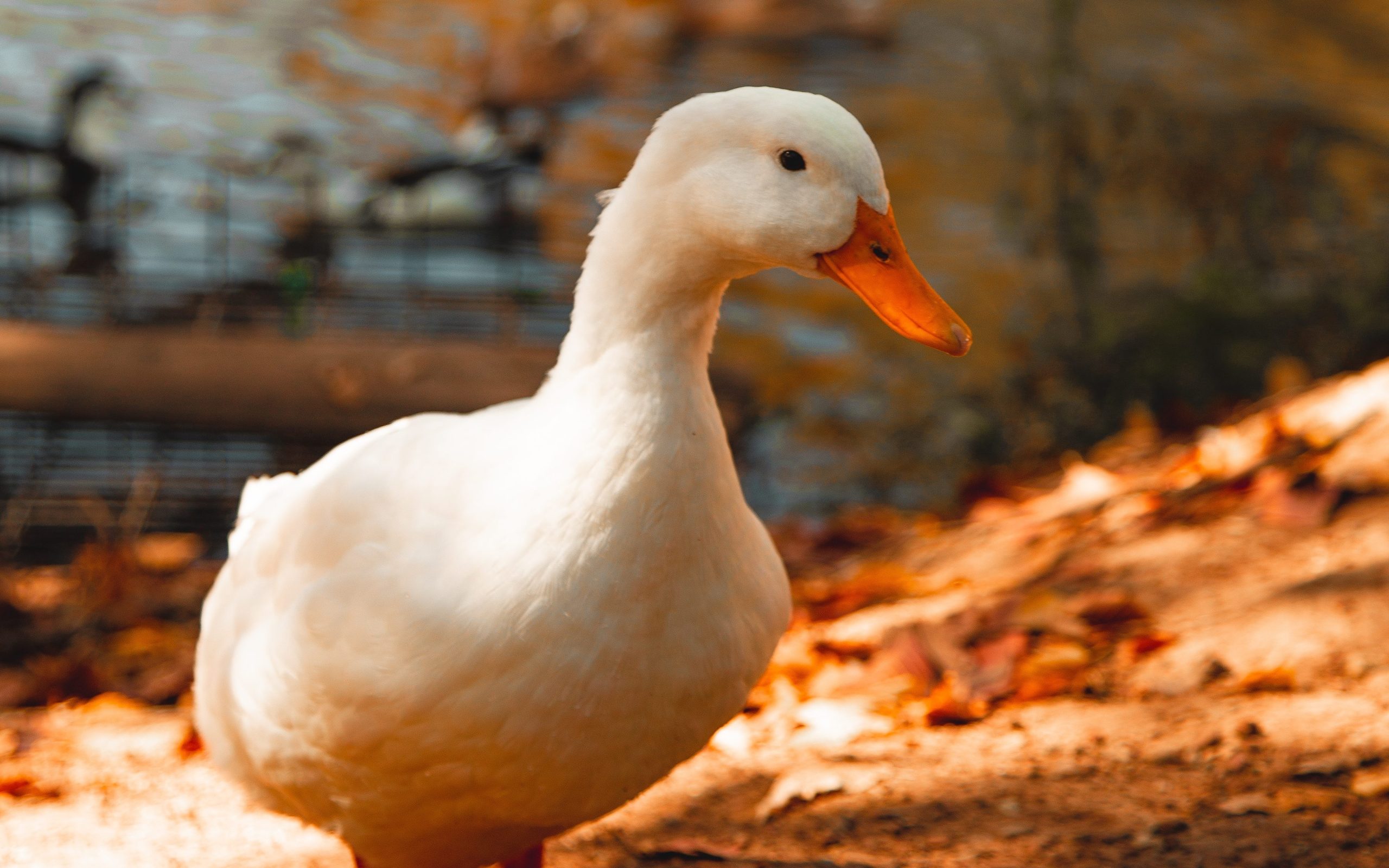 How to Attract Wood Ducks to Your Pond