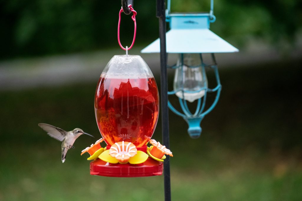 what to feed hummingbird