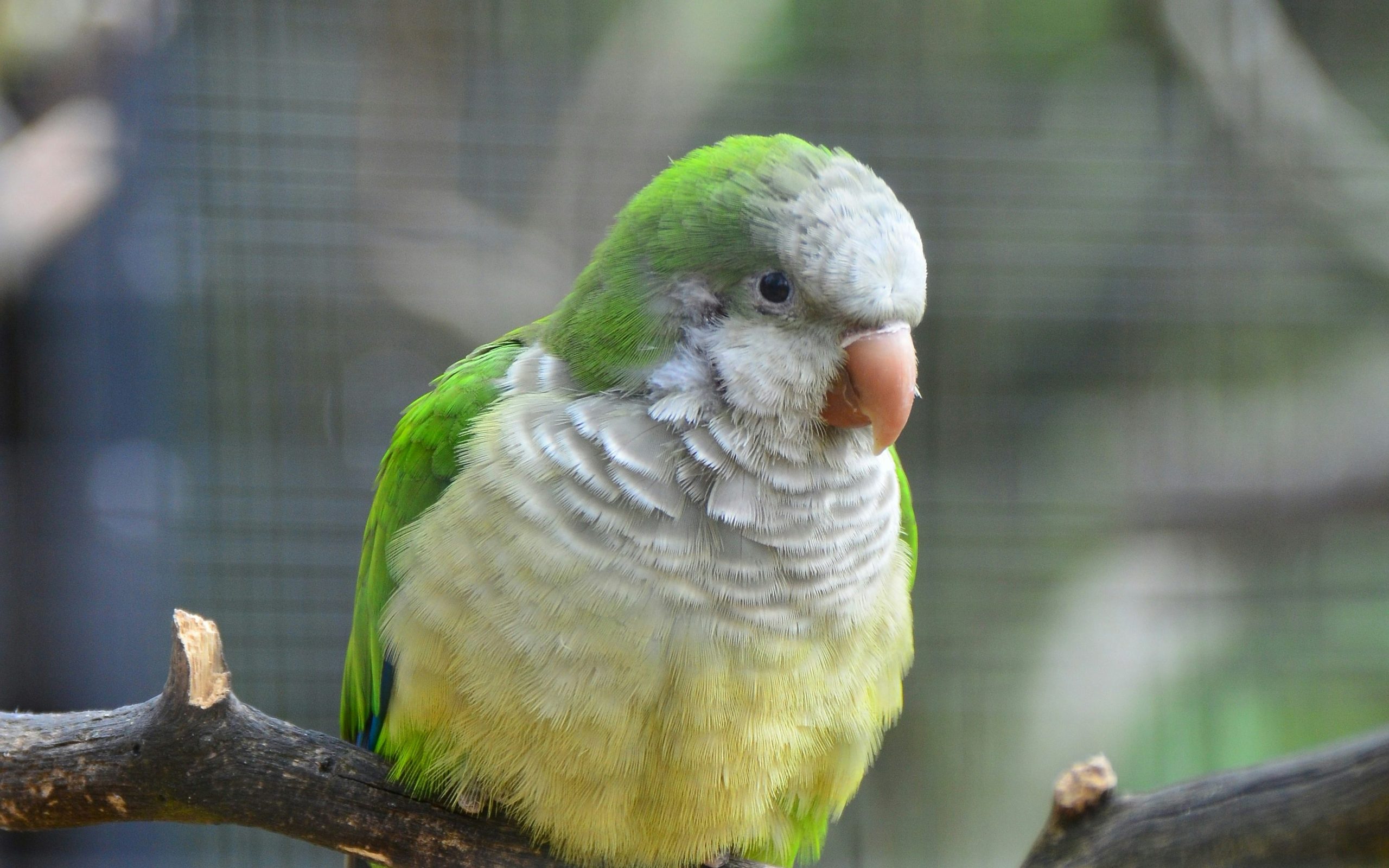 budgie facts and care